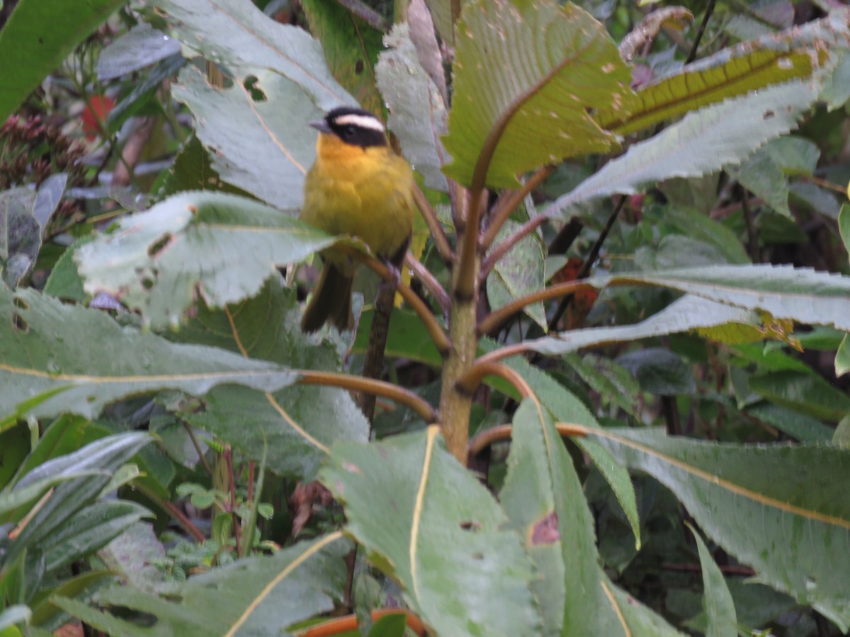 Black-capped Hemispingus - ML635525842