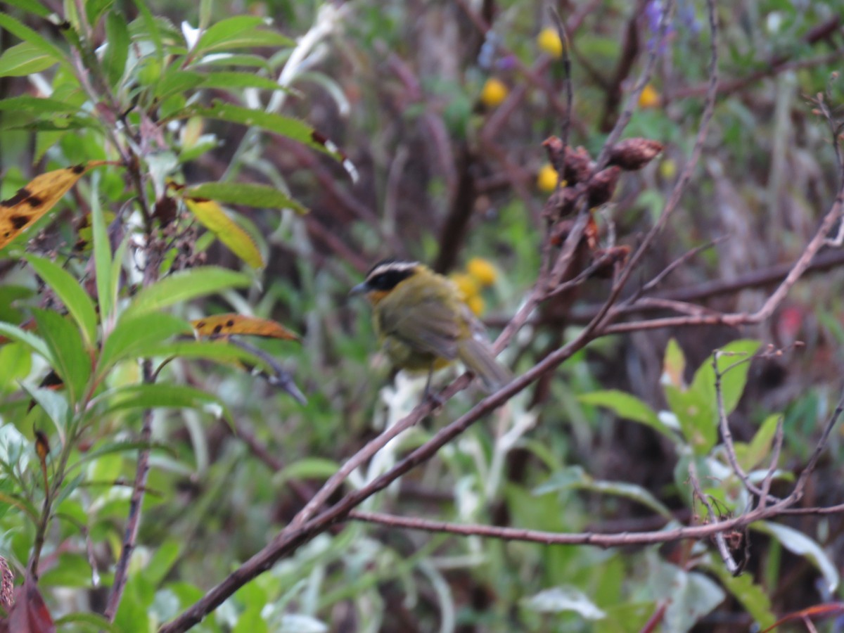 Black-capped Hemispingus - ML635525913