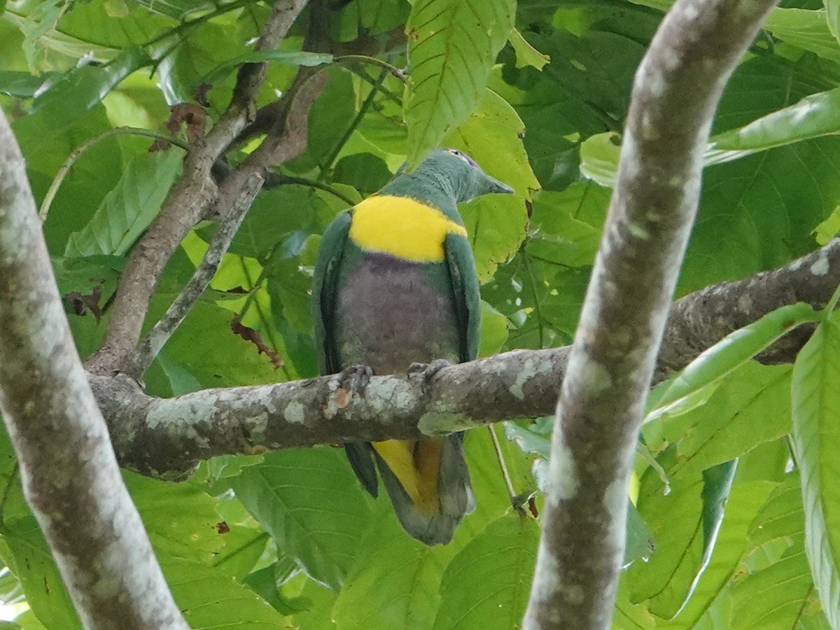 Yellow-bibbed Fruit-Dove - ML635525957
