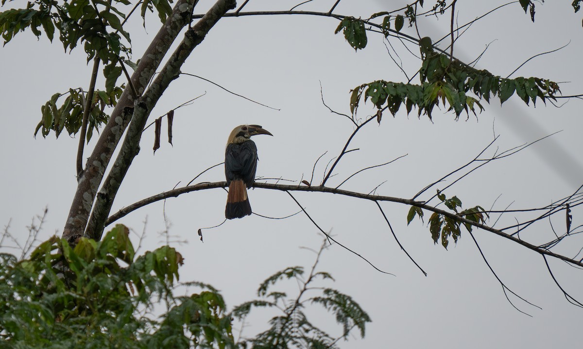 Mindanao Hornbill - ML635525977