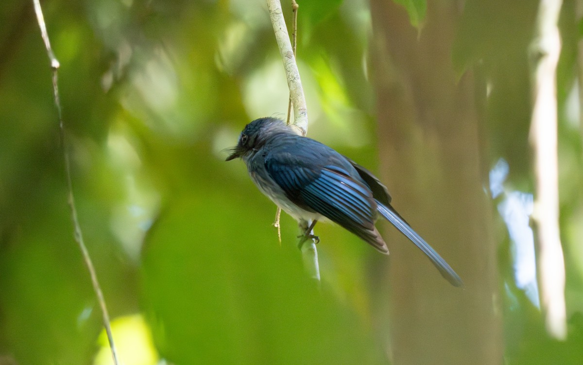 Mindanao Blue-Fantail - ML635526019