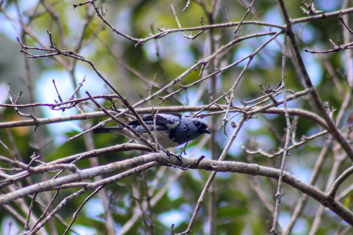 White-bellied Tanager - ML635526026
