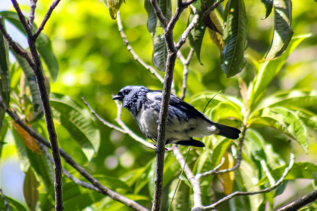 White-bellied Tanager - ML635526027