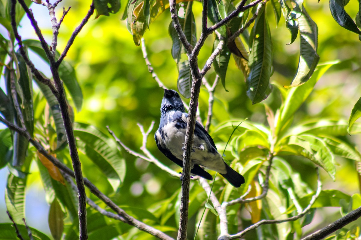 White-bellied Tanager - ML635526031