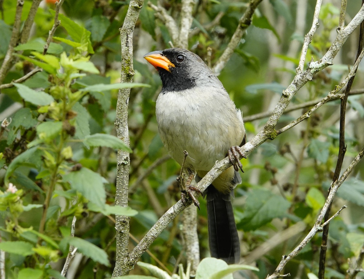 Black-throated Saltator - ML635526129