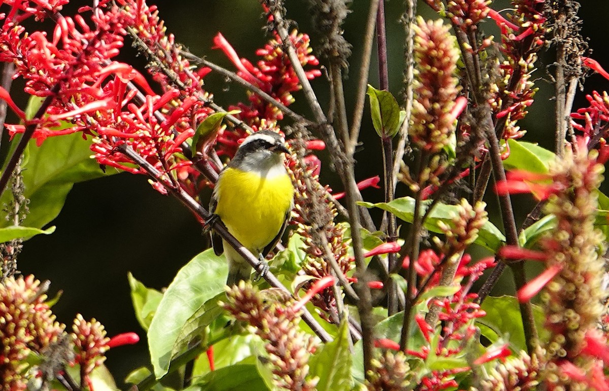 Bananaquit (Continental) - ML635526137