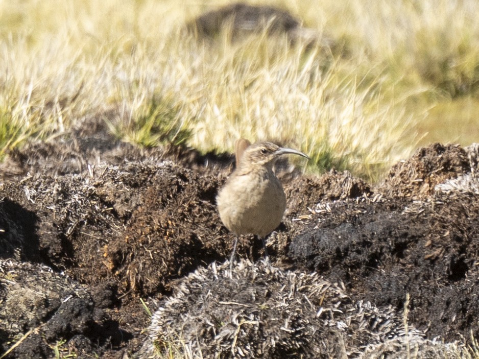 Buff-breasted Earthcreeper - ML635526142