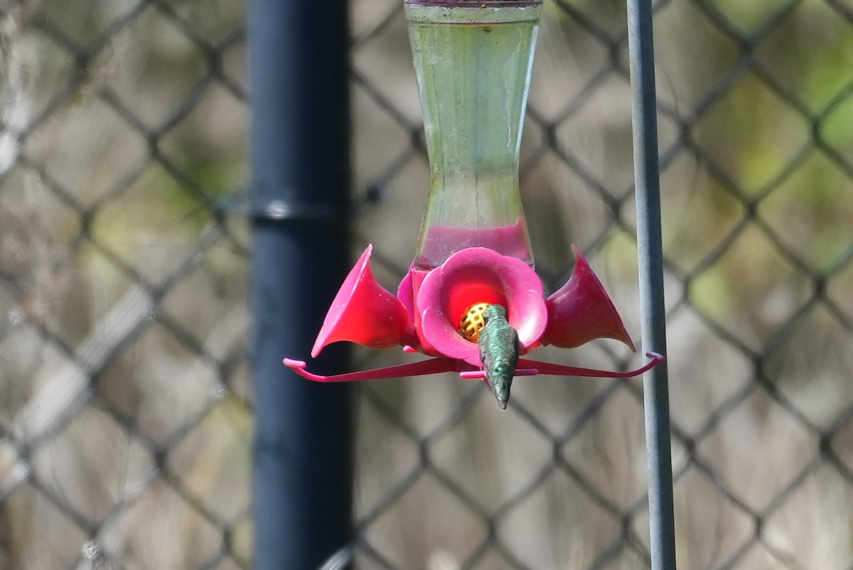 Ruby-throated Hummingbird - ML635526164