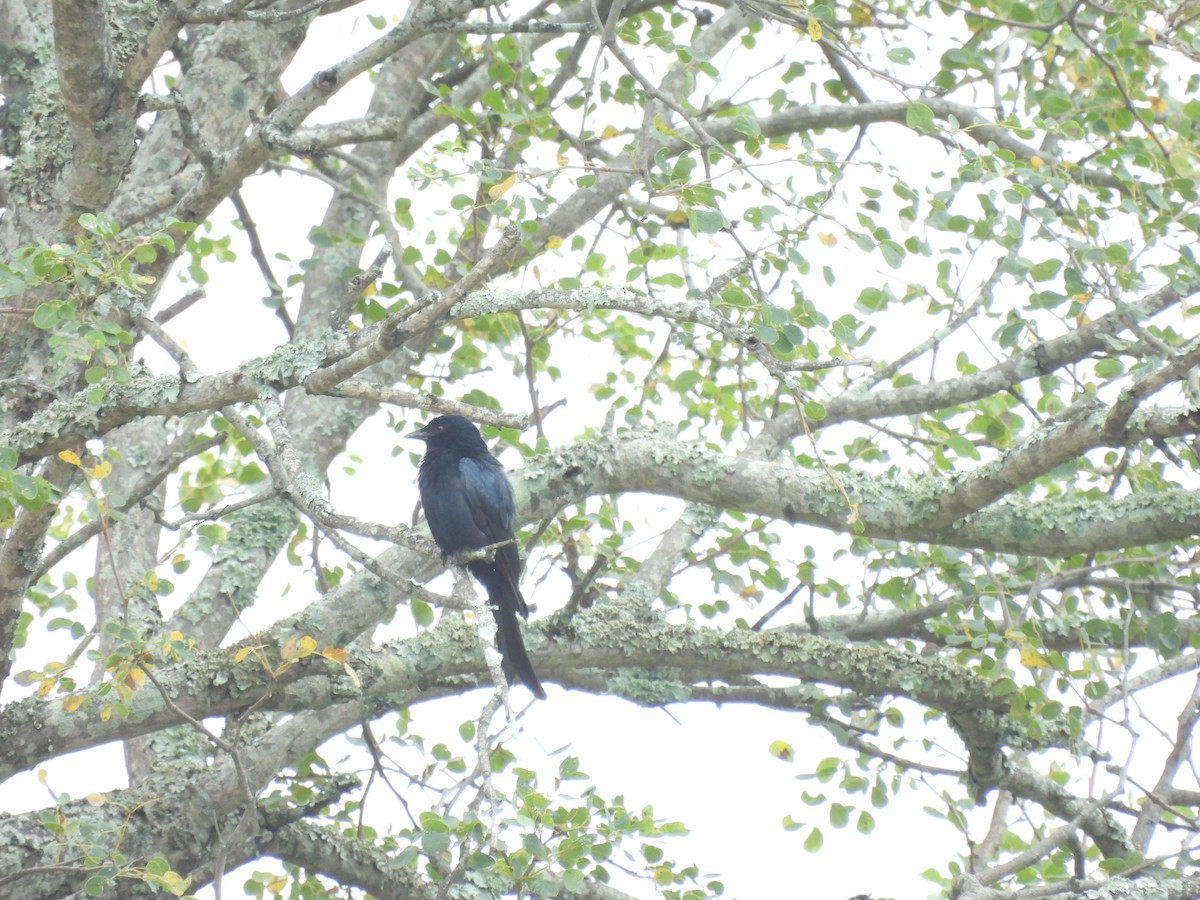 Fork-tailed Drongo - ML635526251