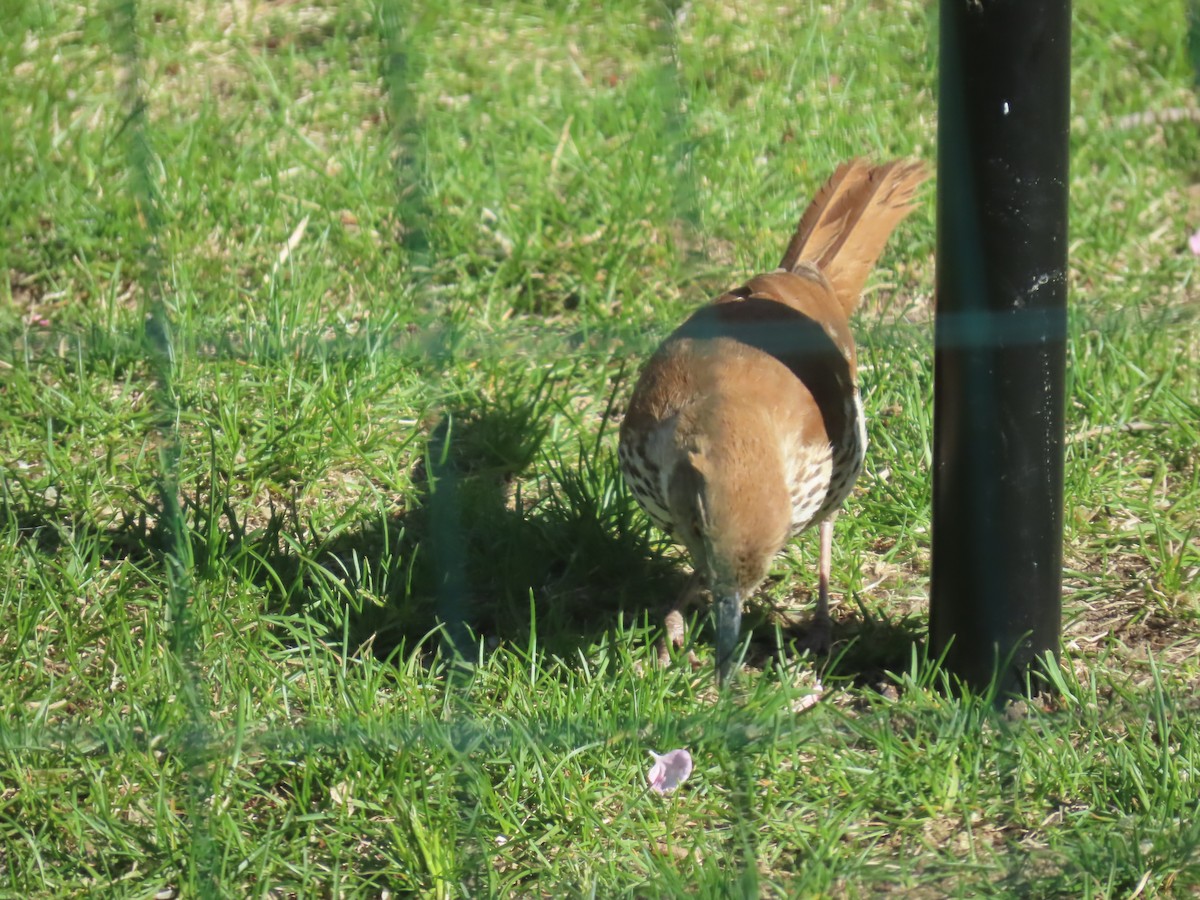 Brown Thrasher - ML635526259