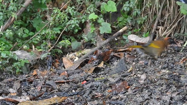 Chestnut-crowned Laughingthrush - ML635526267