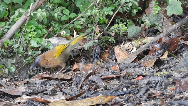 Chestnut-crowned Laughingthrush - ML635526268