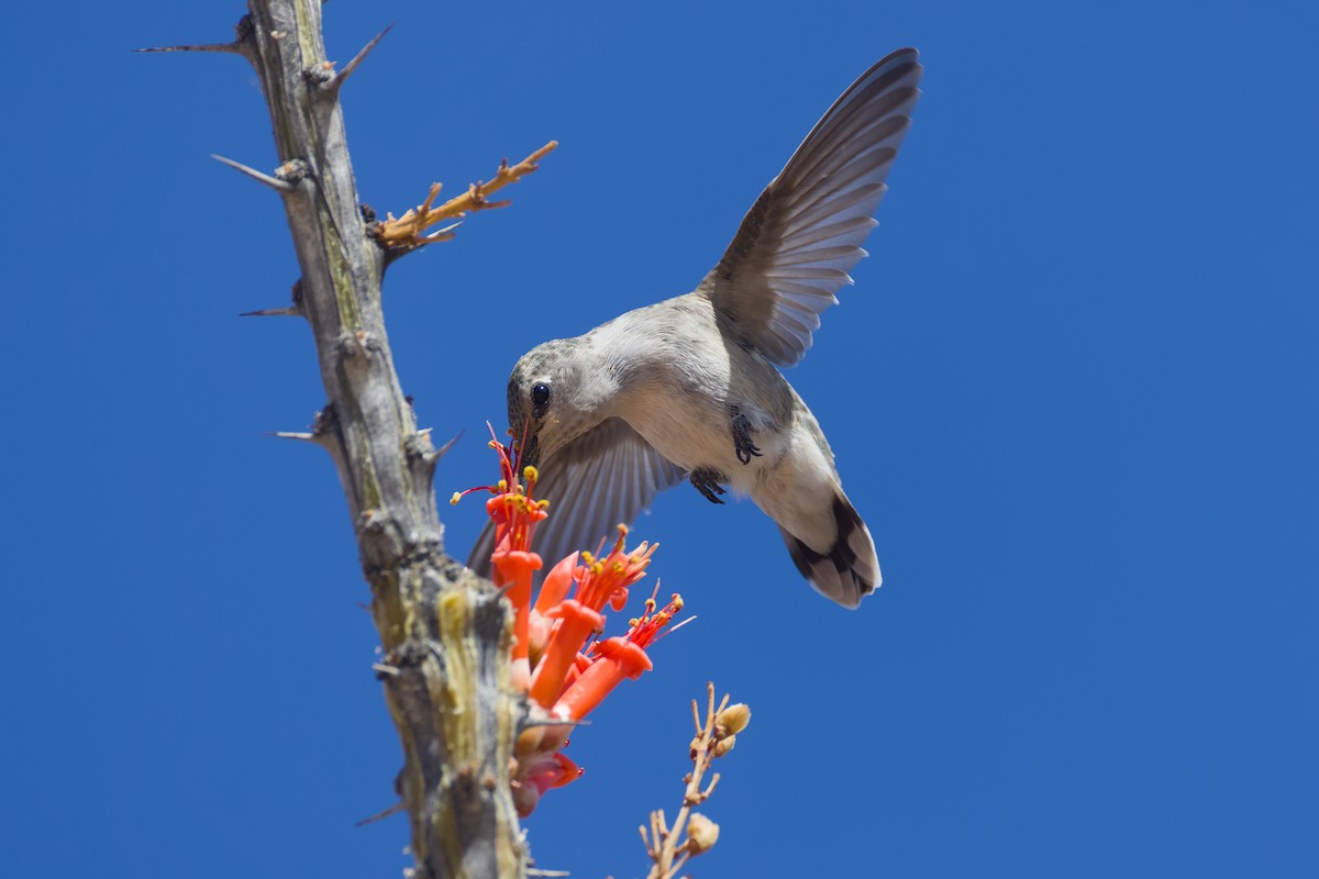 Costa's Hummingbird - ML635526288