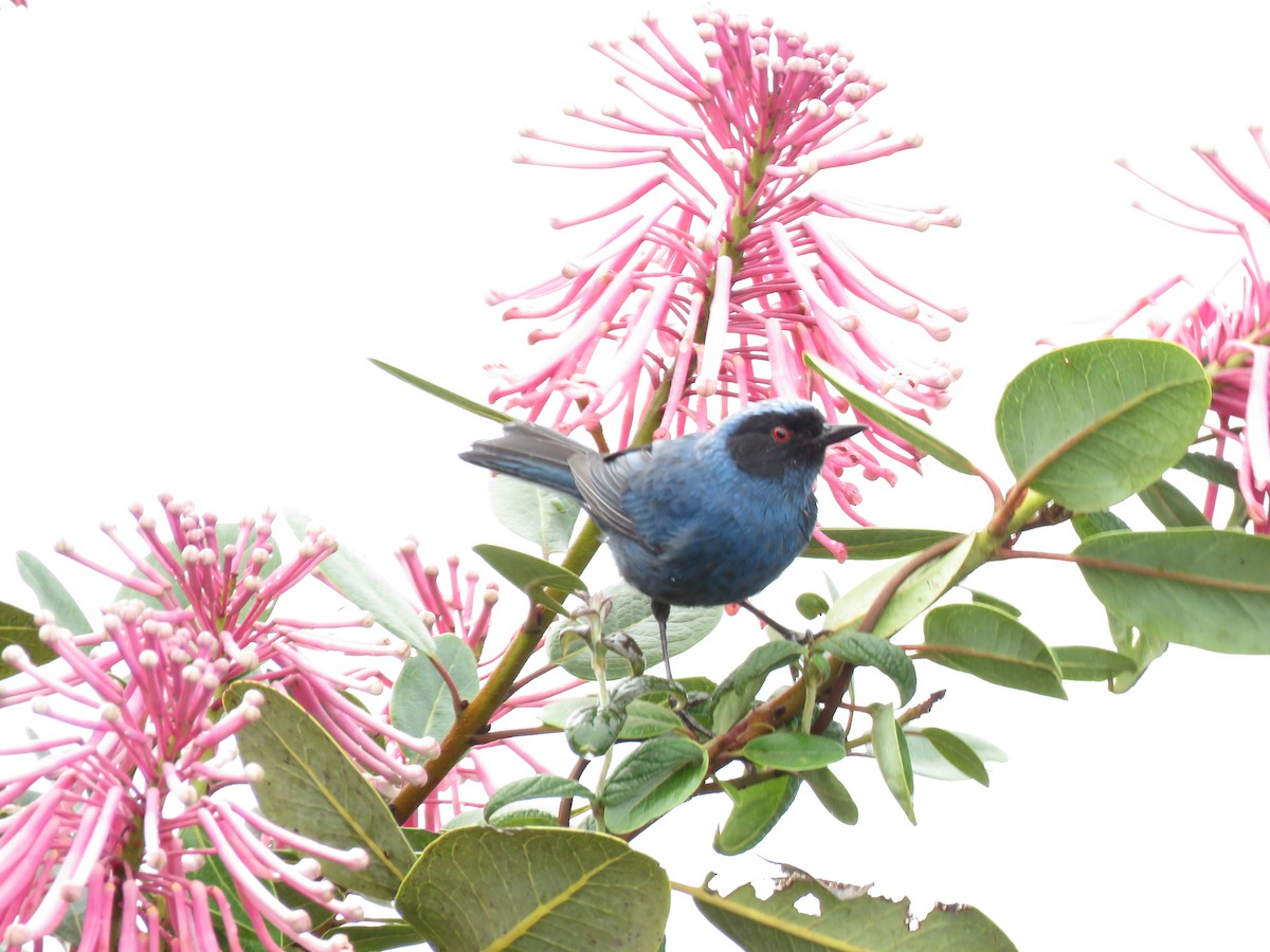 Masked Flowerpiercer - ML635526294