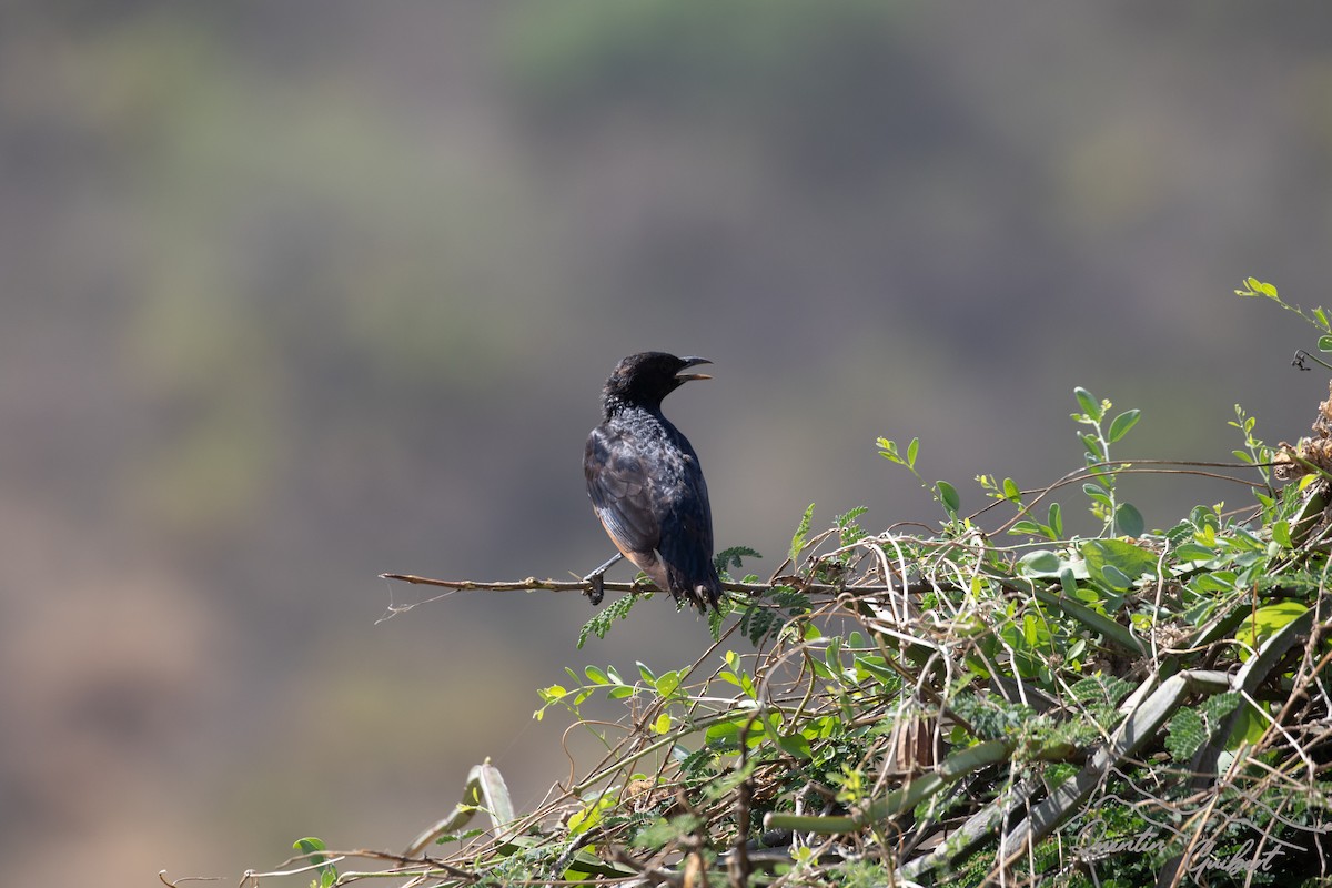 Tristram's Starling - ML635526333