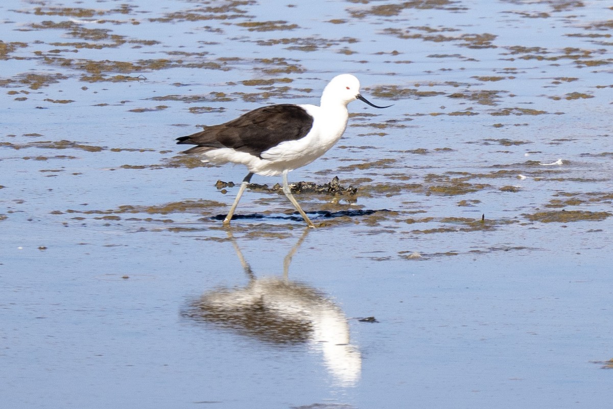 Andean Avocet - ML635526334
