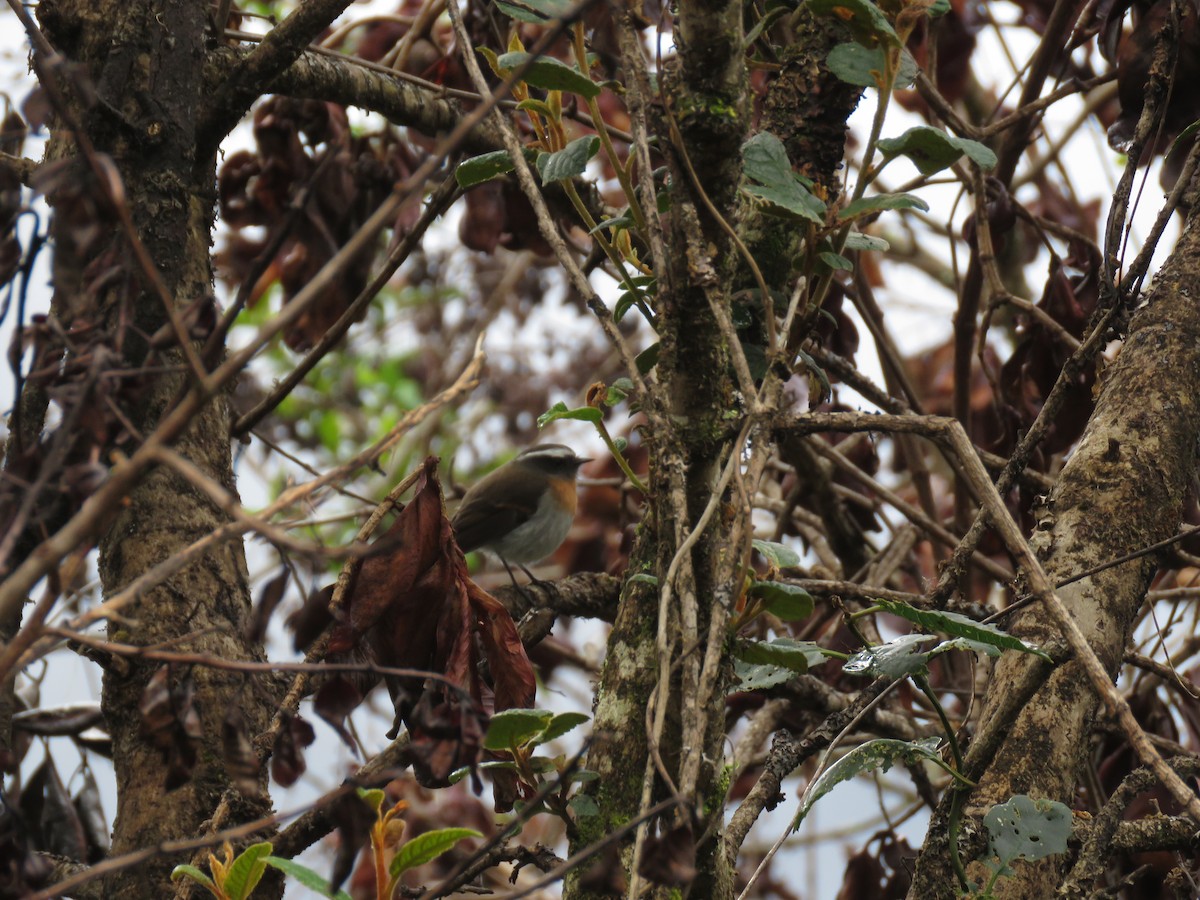 Rufous-breasted Chat-Tyrant - ML635526344