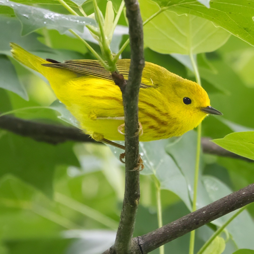 Yellow Warbler - ML635526346