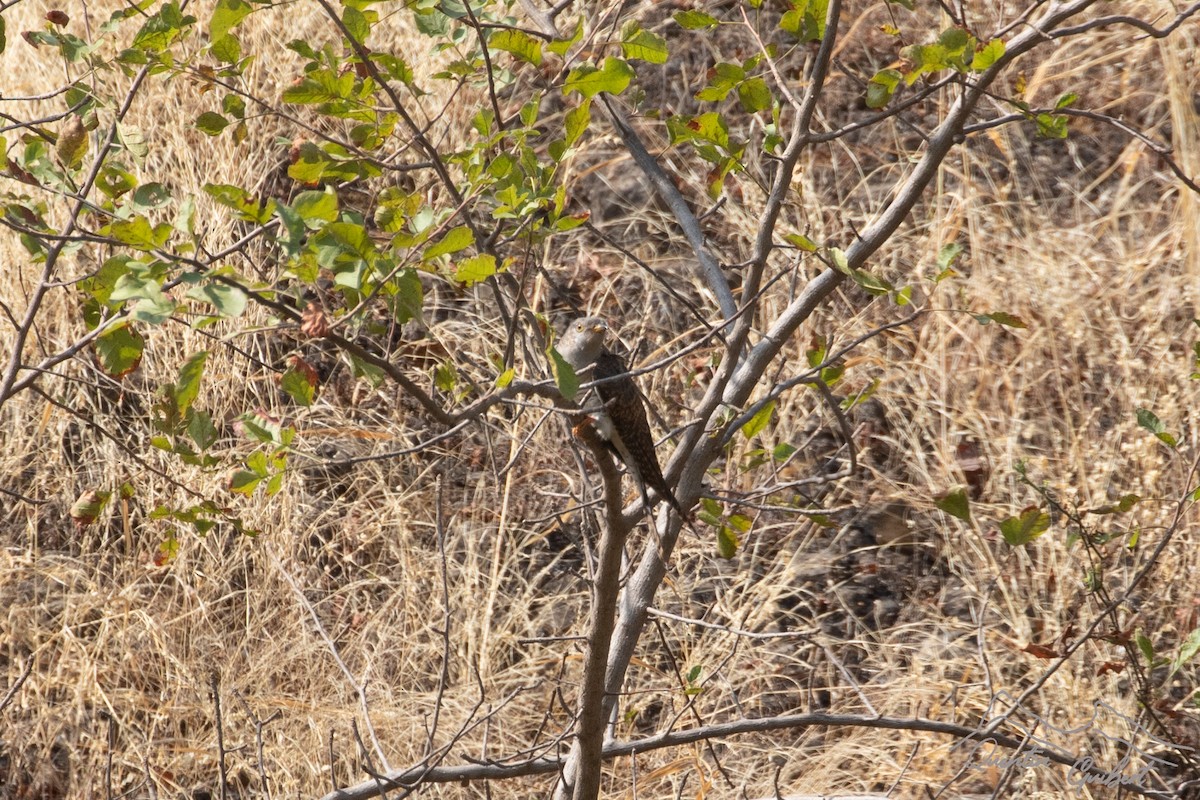Common Cuckoo - ML635526437