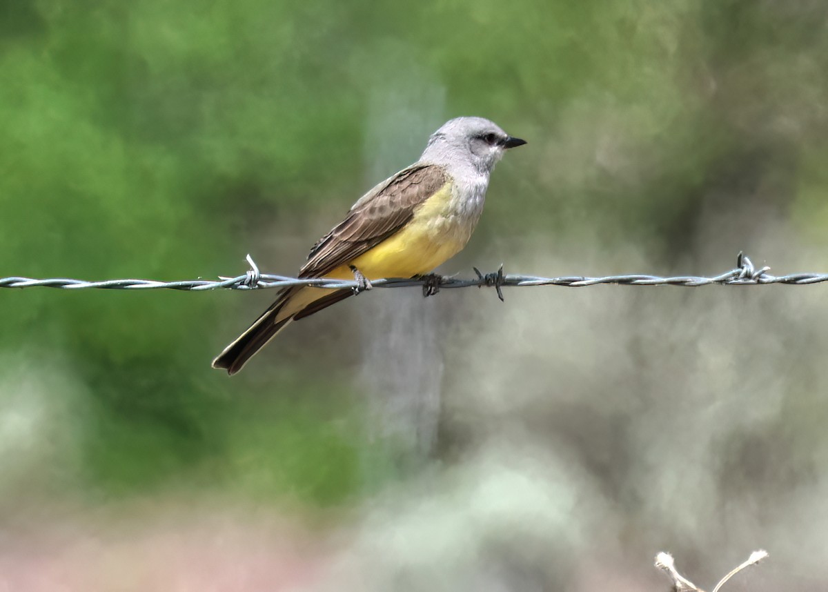 Western Kingbird - ML635526454