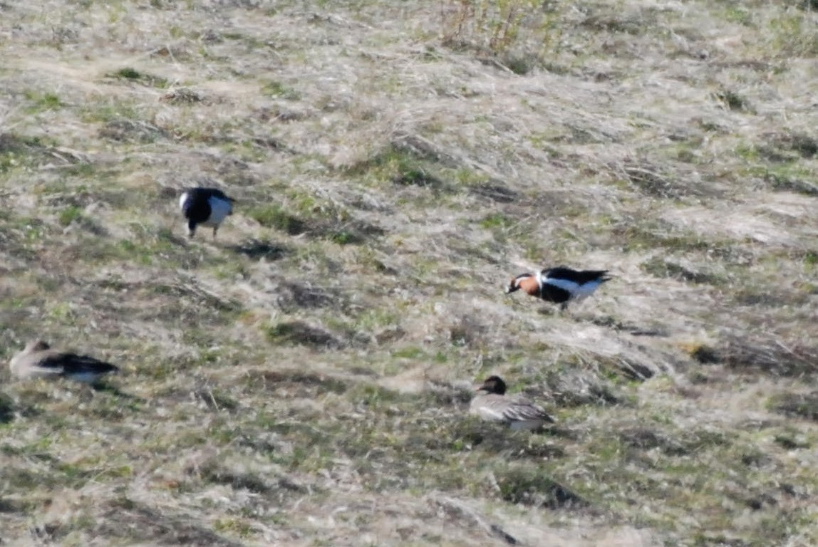 Red-breasted Goose - ML635526457