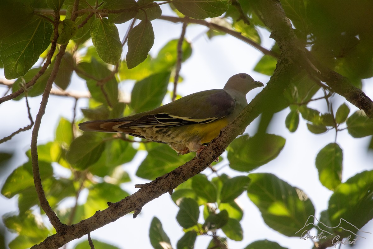 Bruce's Green-Pigeon - ML635526459