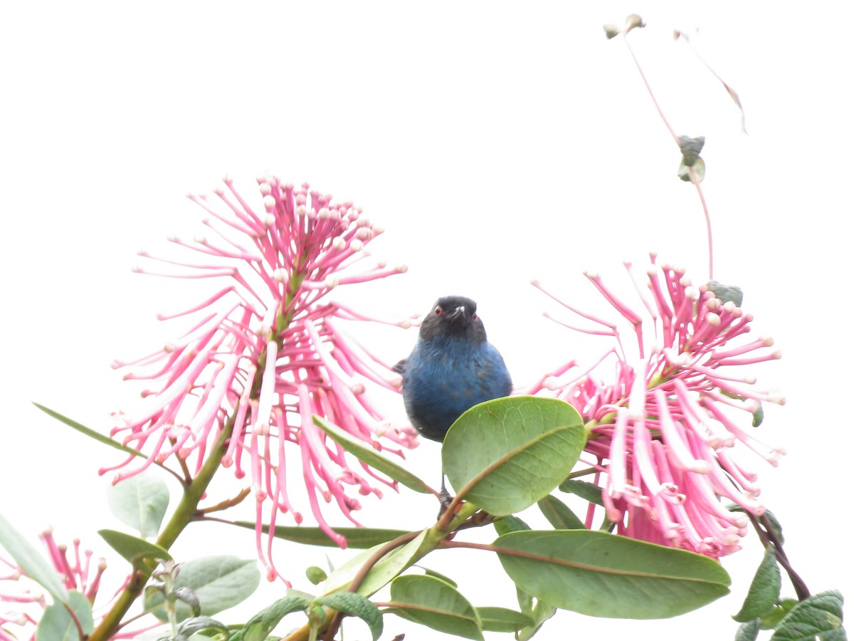 Masked Flowerpiercer - ML635526473