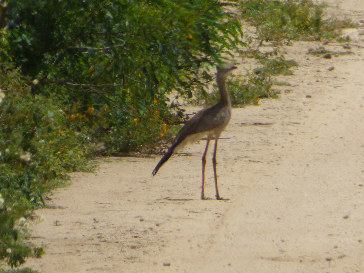 Red-legged Seriema - ML635526489