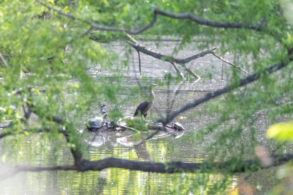 Cormoran à aigrettes - ML635526532