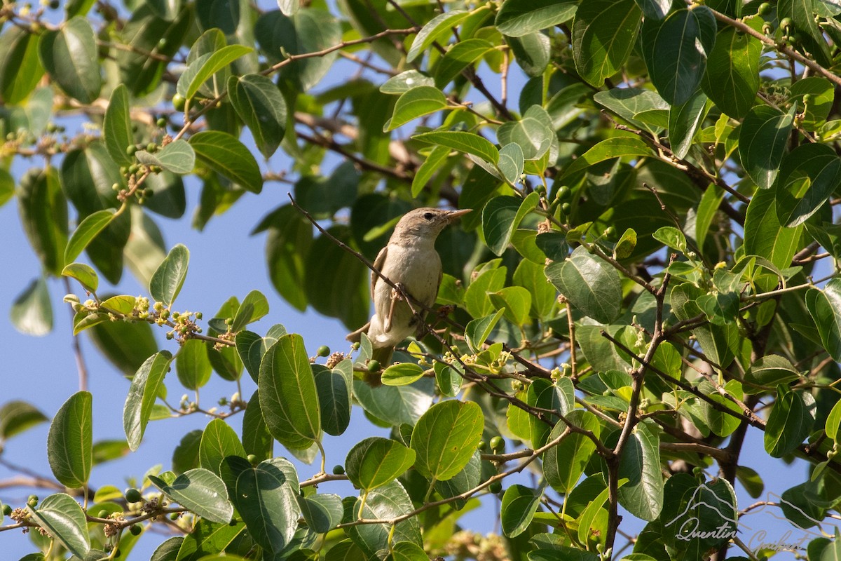 Upcher's Warbler - ML635526590
