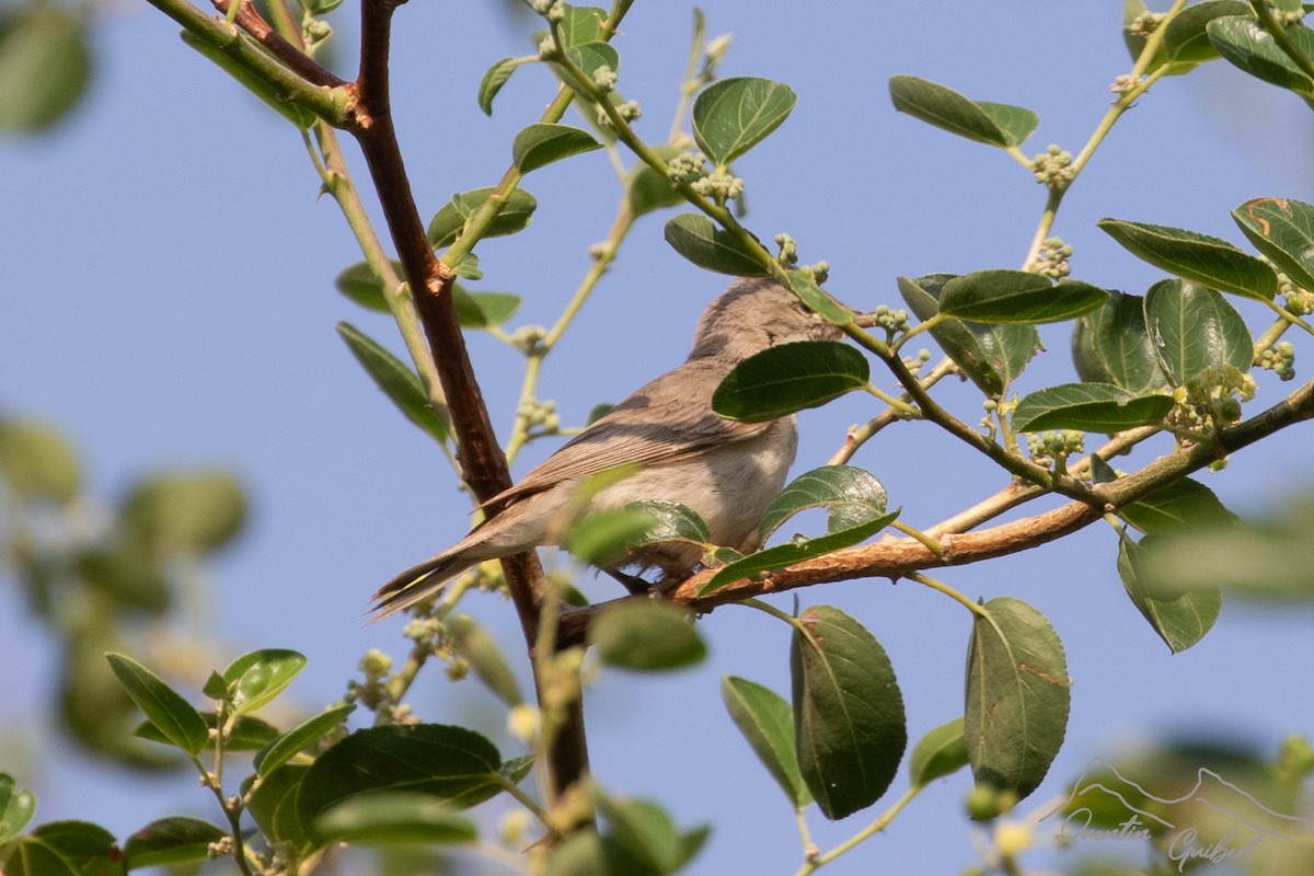 Upcher's Warbler - ML635526644