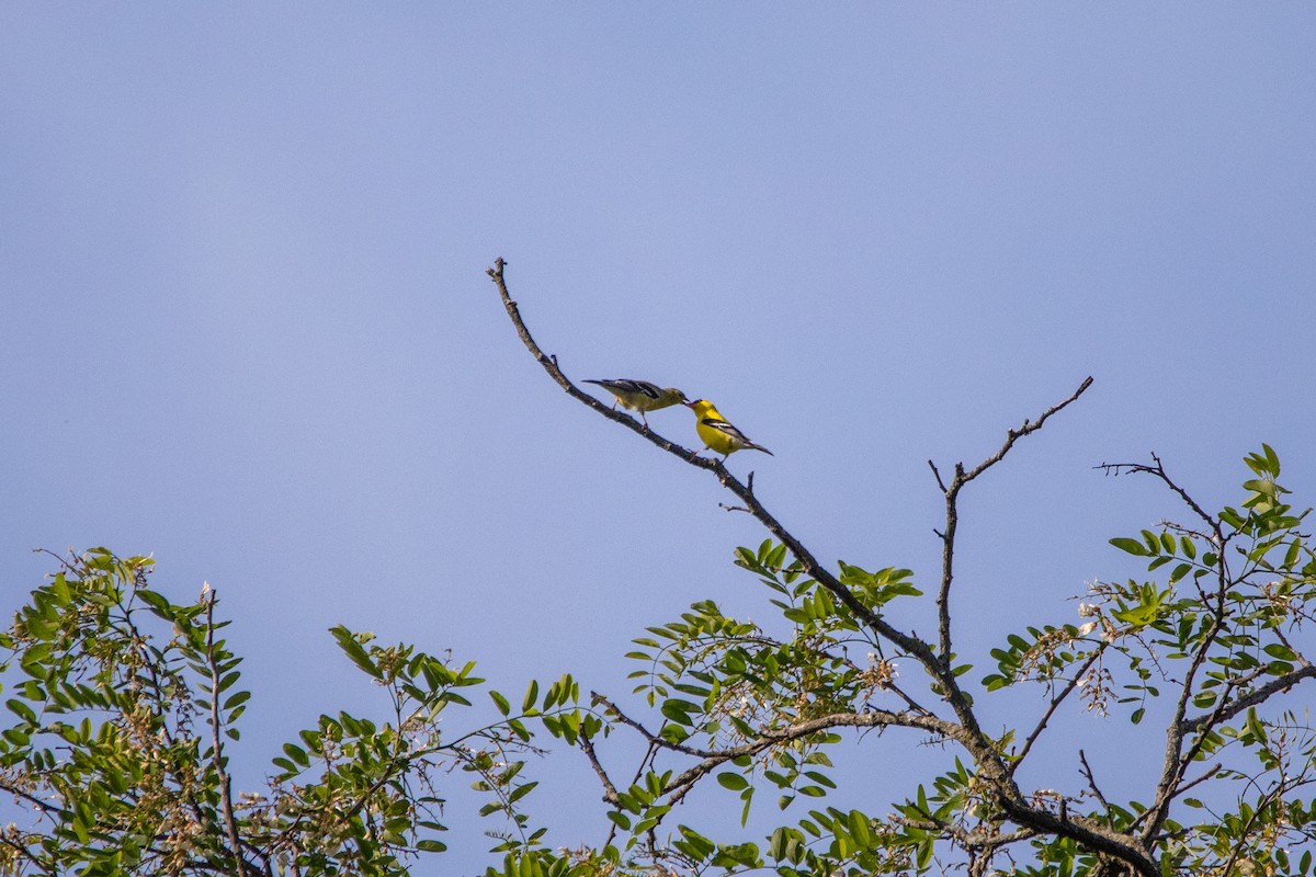 Chardonneret jaune - ML635526648
