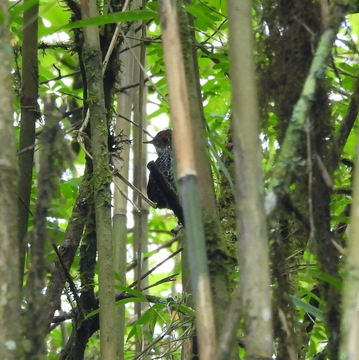 Scaly-breasted Cupwing (Himalayan) - ML635526664