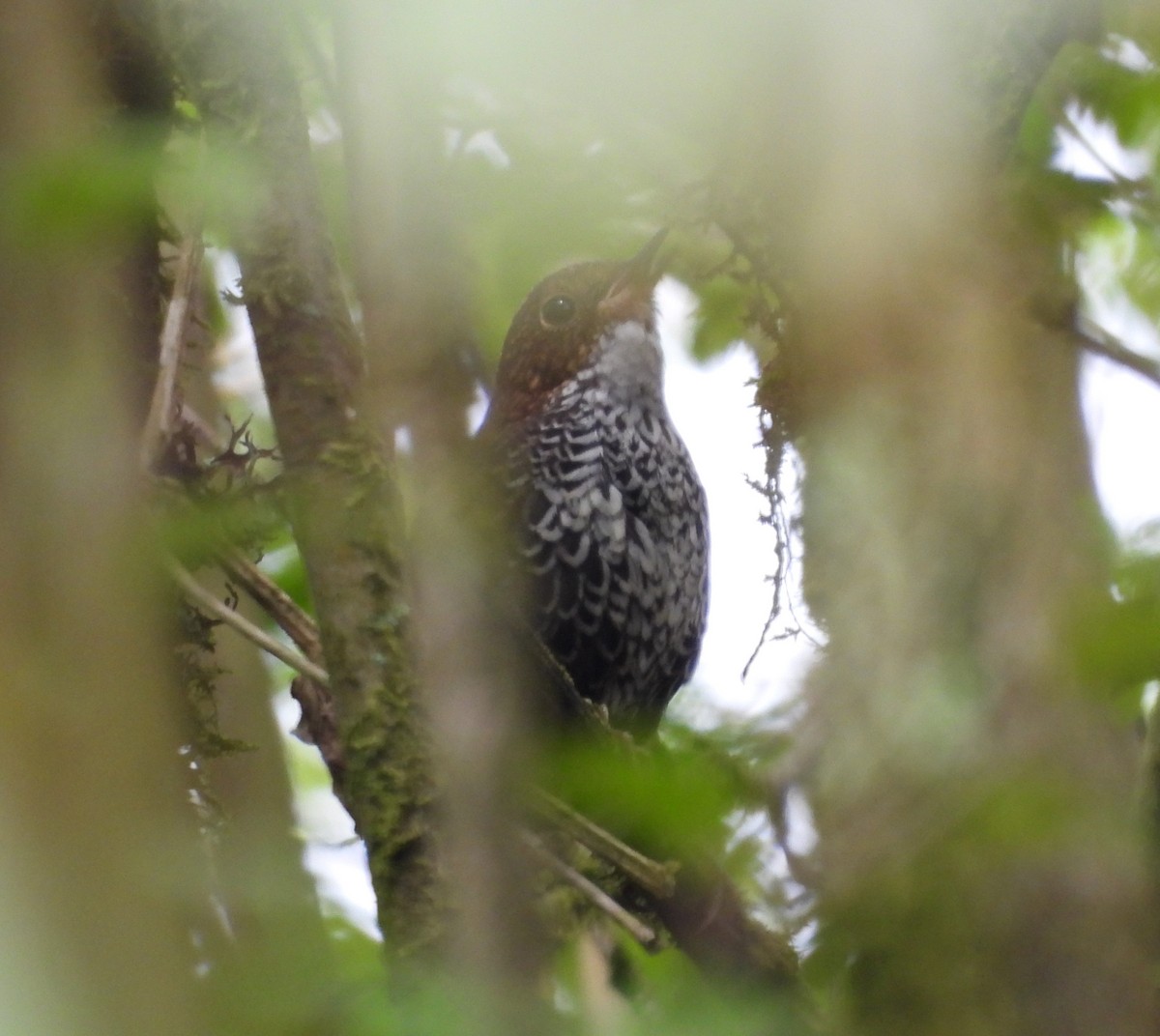 Scaly-breasted Cupwing (Himalayan) - ML635526665