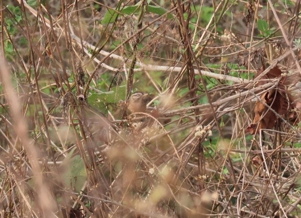 Moustached Laughingthrush - ML635526673