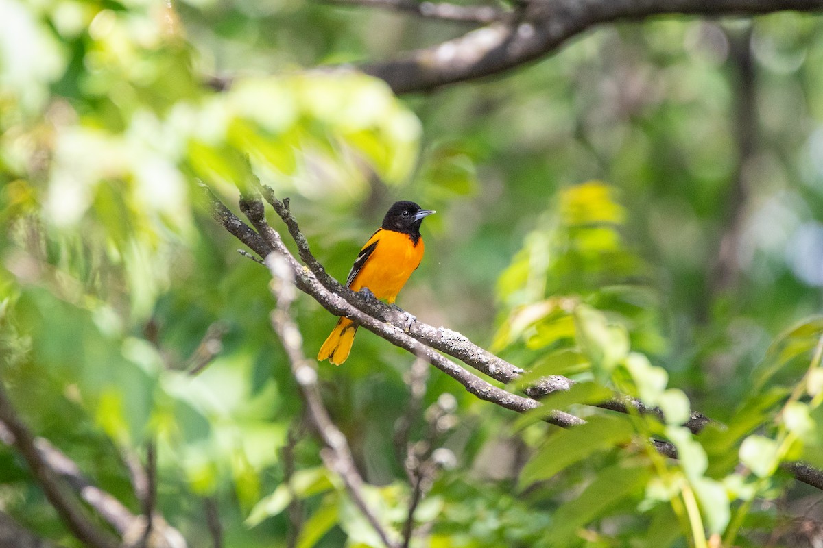 Oriole de Baltimore - ML635526678