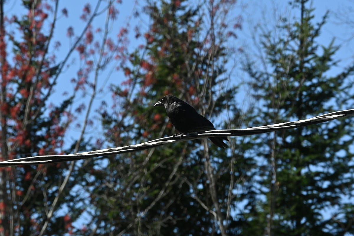 American Crow - ML635526682