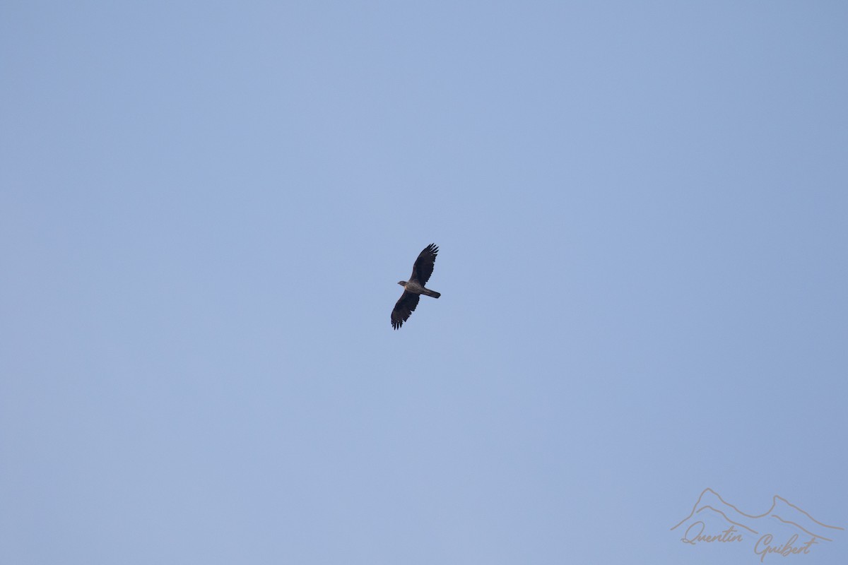 Bonelli's Eagle - ML635526851