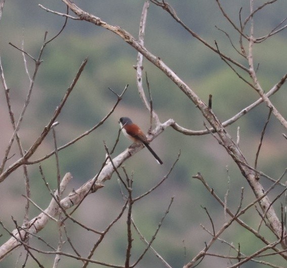 Burmese Shrike - ML635526886