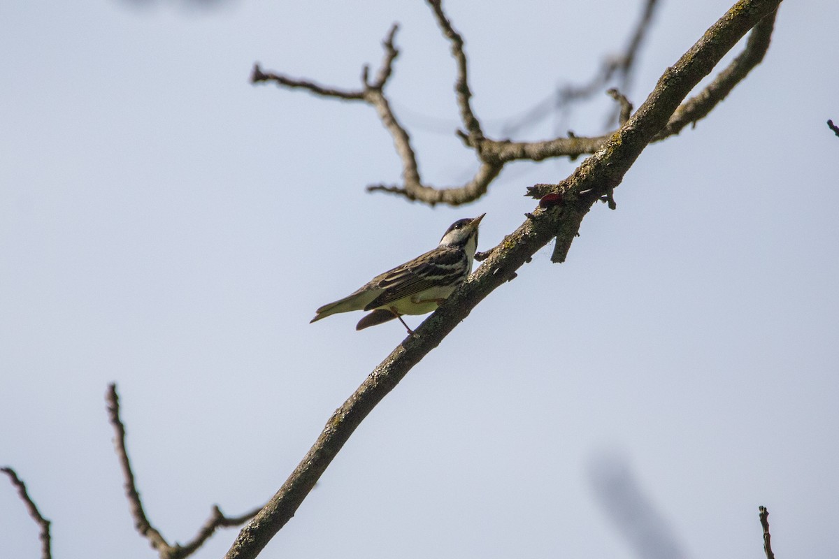 Paruline rayée - ML635526900