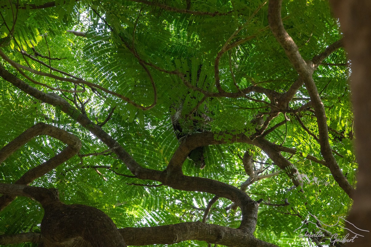 Arabian Eagle-Owl - ML635526912