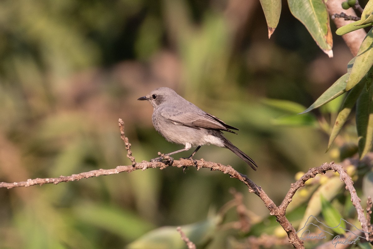 Blackstart - ML635526964