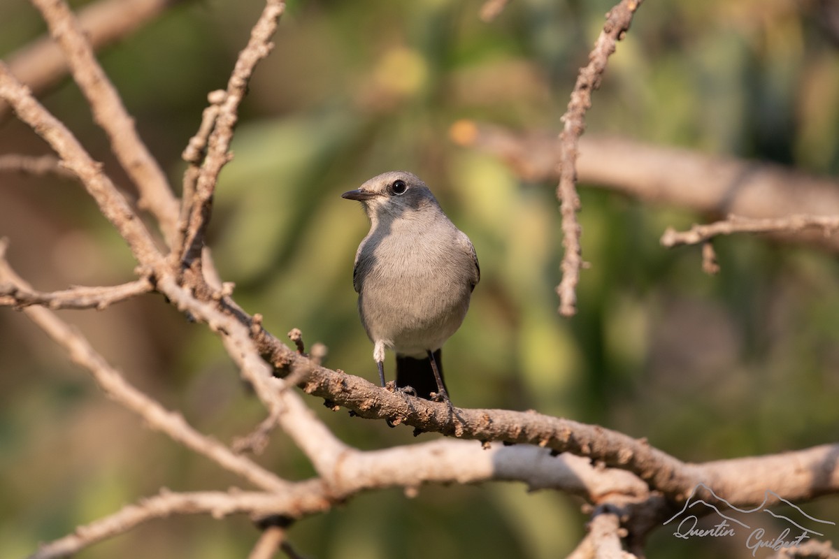 Blackstart - ML635526965