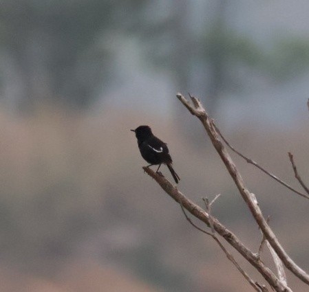 Pied Bushchat - ML635527090