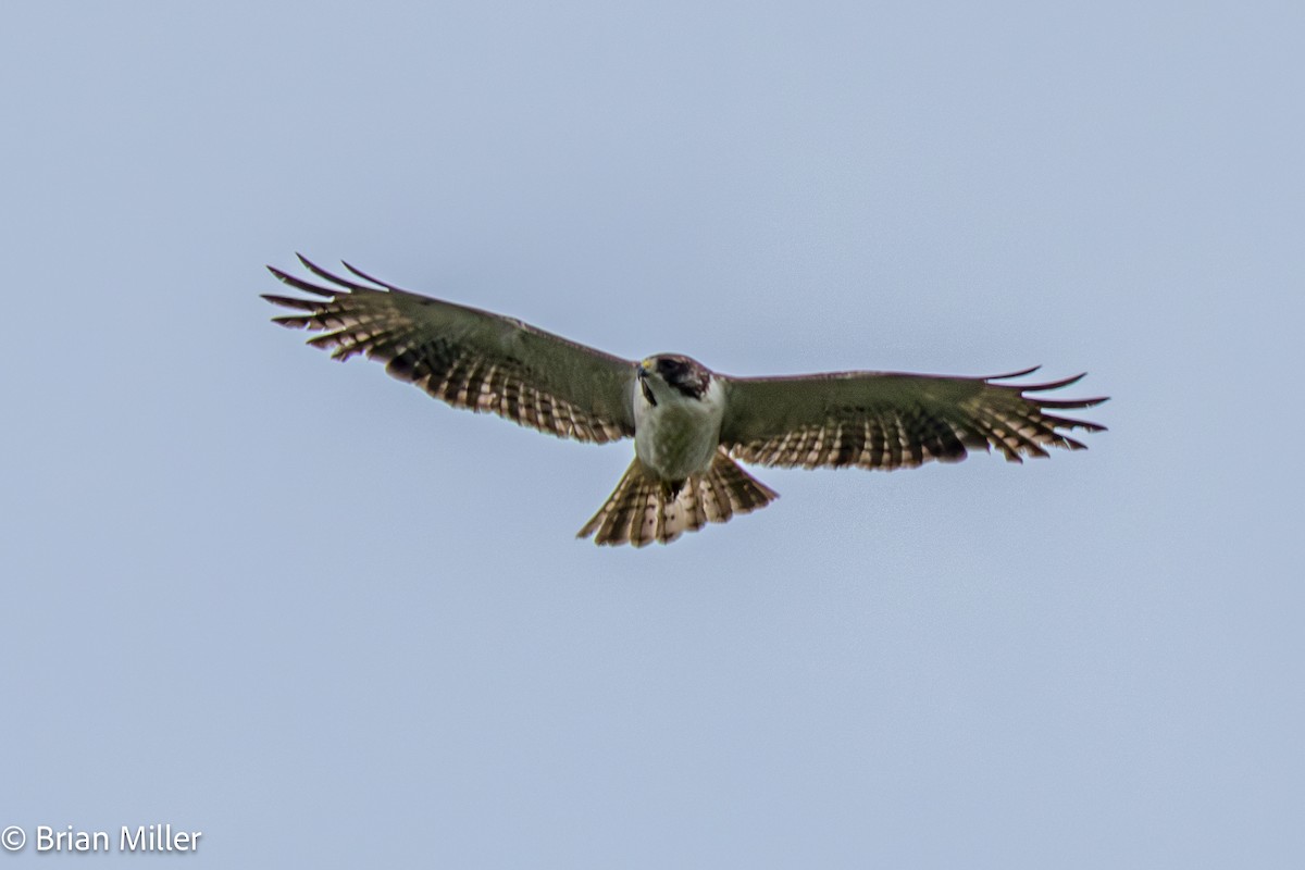 Short-tailed Hawk - ML635527091