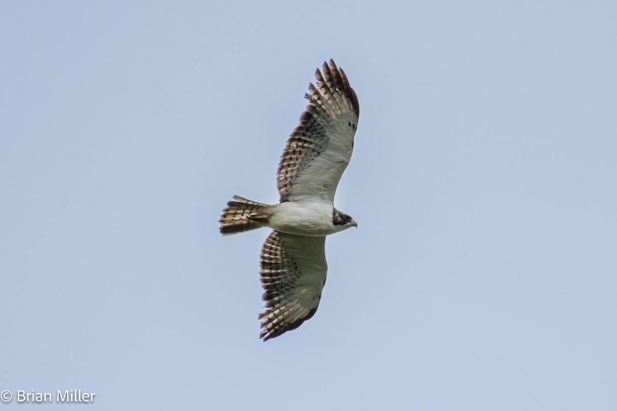 Short-tailed Hawk - ML635527092