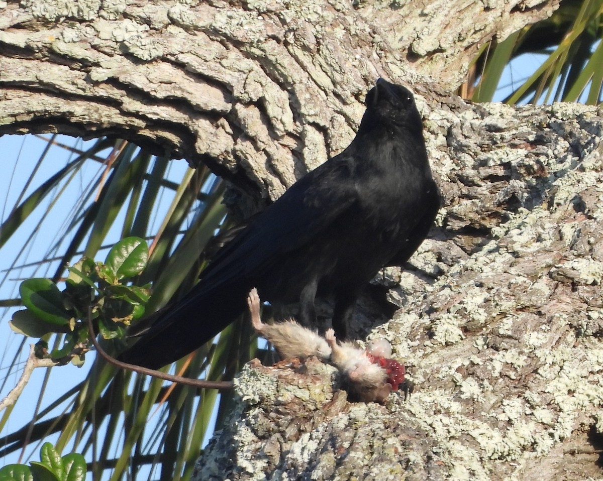 American Crow - ML635527138