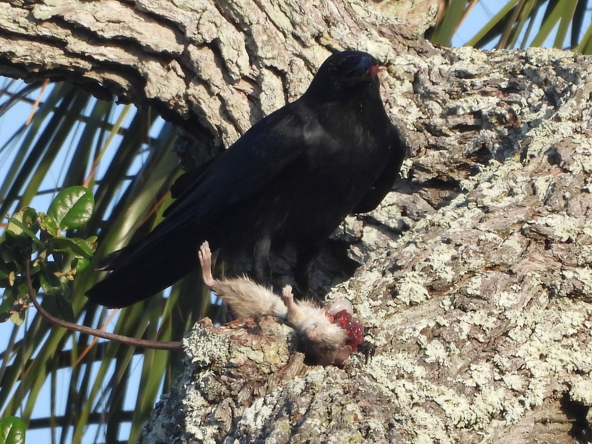 American Crow - ML635527139