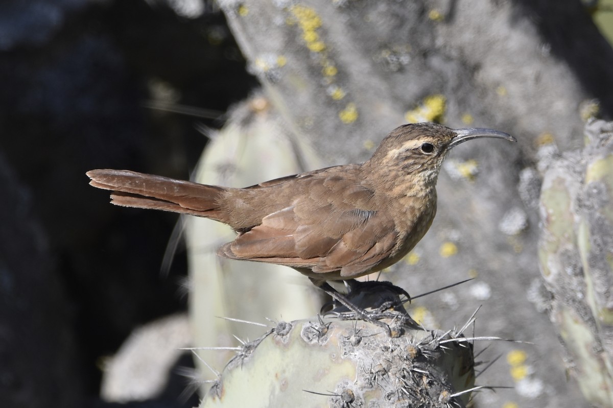 White-throated Earthcreeper - ML635527194