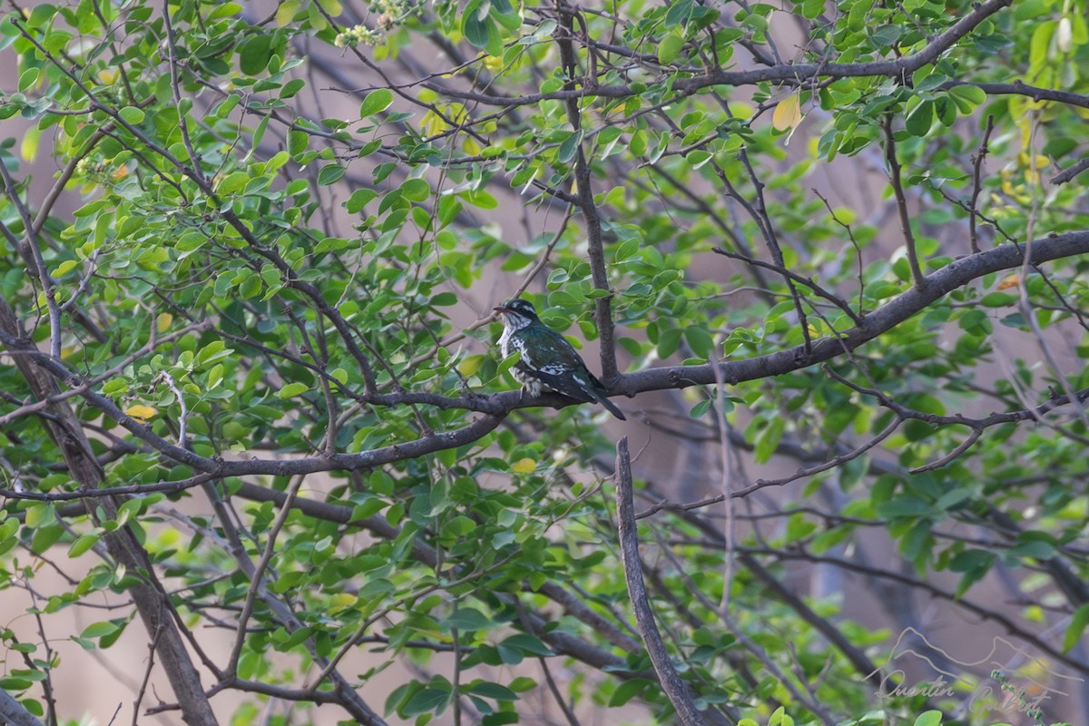 Dideric Cuckoo - ML635527197